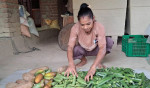 रैथाने तरकारीमा संकट, उन्नत बीउतर्फ किसानको आकर्षण